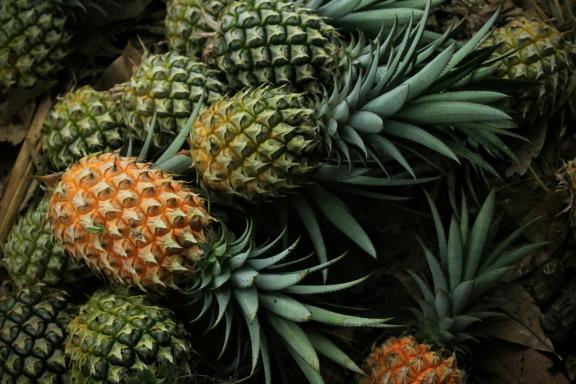 Pineapple fruit