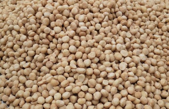 Figure 3 - Macadamia nut raw kernels