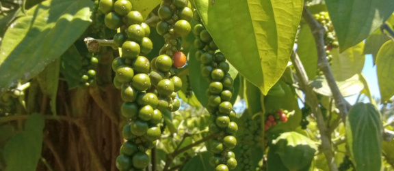 Figure 7 - Black pepper before harvesting, Vietnam