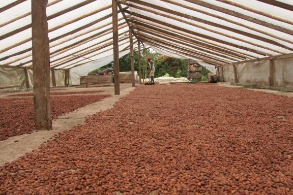 Figure 2 - Cocoa beans drying