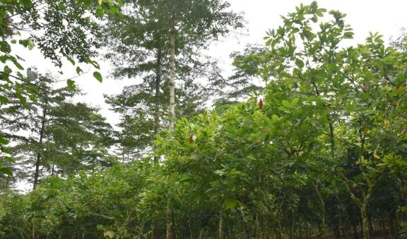 Figure 5 - Agroforestry cocoa farm