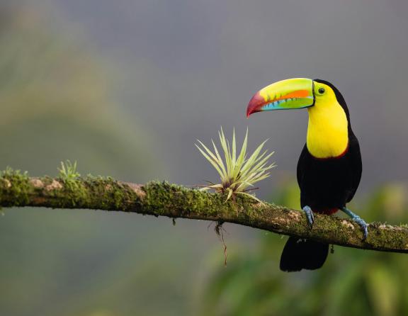 Keel-billed toucan sitting on a tree branch