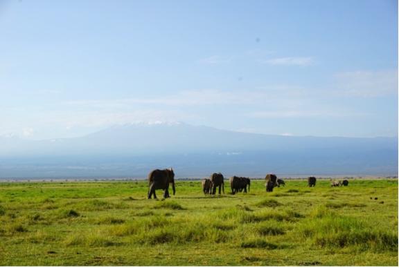 Elephants walking along a grassy plain