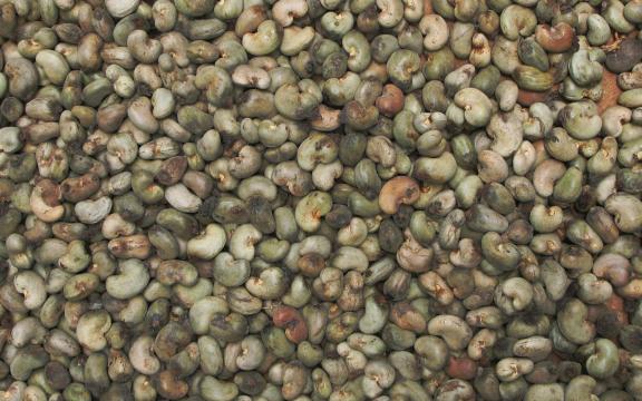 In-shell cashew nuts