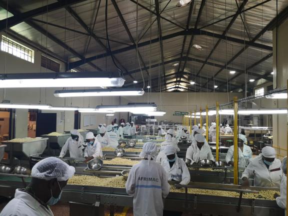 Sorting of macadamia nuts with the use of solar lighting at Afrimac