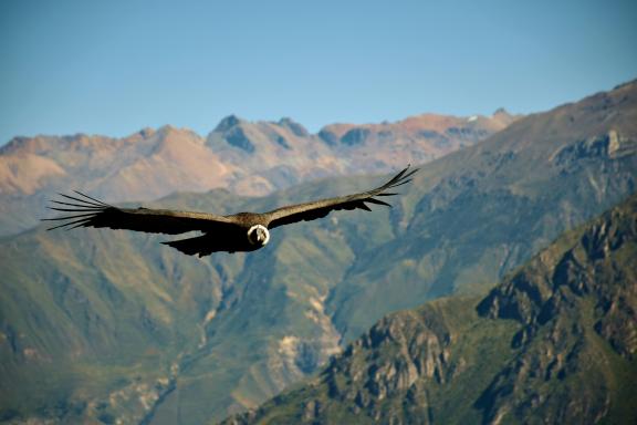 Andean condor flying over canyon