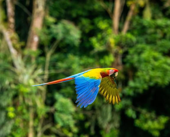 Macaw flying through jungle