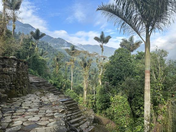 Stone pathway flanked by palm trees