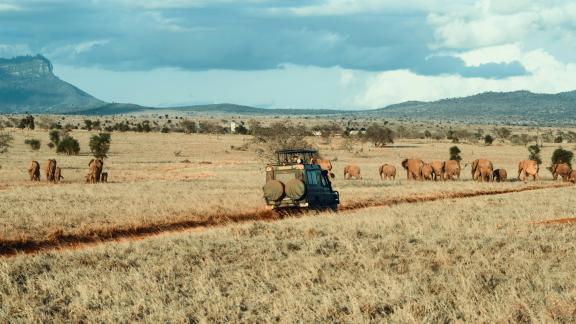 Small pick-up truck driving across a savanna