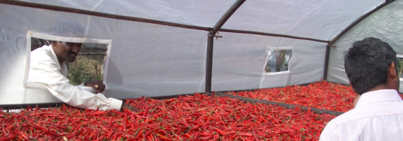 Sun-drying facility for chillies in India, from the inside
