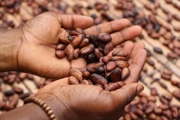 Photo of dried cocoa beans