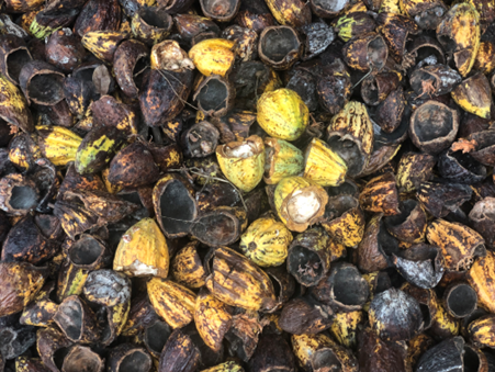 Figure 5 - Cocoa pod husk can be used for composting