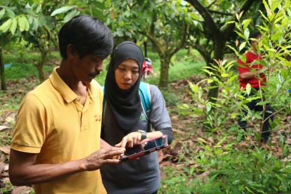 Figure 5 - Indonesian cocoa farmers using tablets for data collection