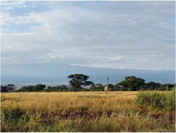 Photo of a giraffe on a savanna