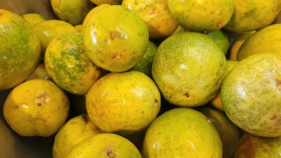 Yellow passion fruit variety