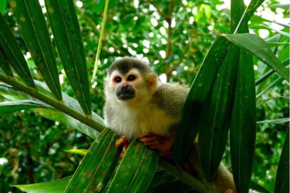 Photo of a monkey sitting in a tree