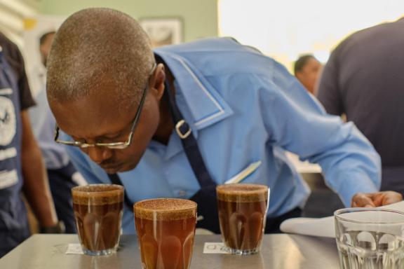 Coffee graders cupping coffee
