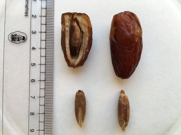 Deglet Nour dates