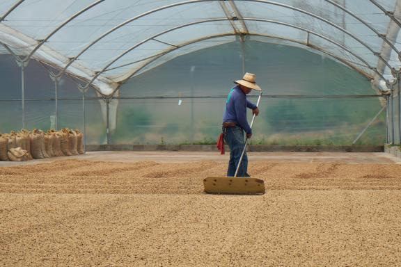  Drying processing of coffee