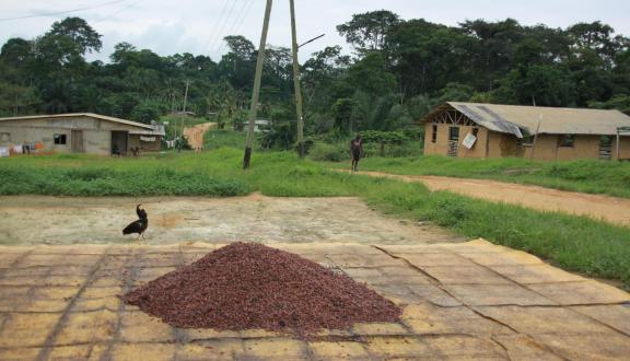  Cocoa drying in Cameroon