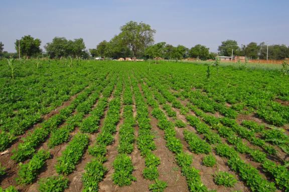 Groundnut field