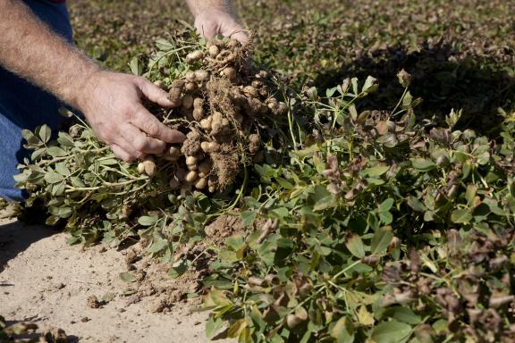 Uprooted groundnut plant with visible root system and underground shells
