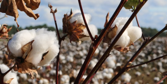 Photo of blooming cotton plants