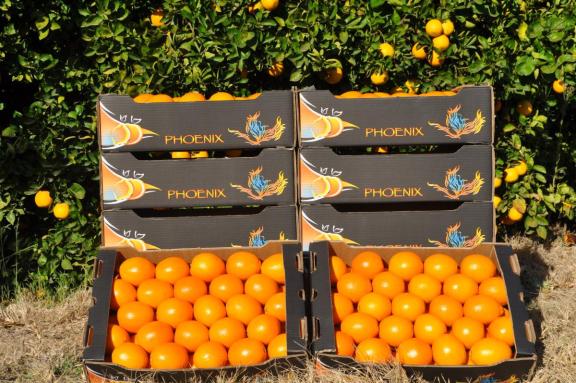 Oranges in an open-top carton by Impala, South Africa