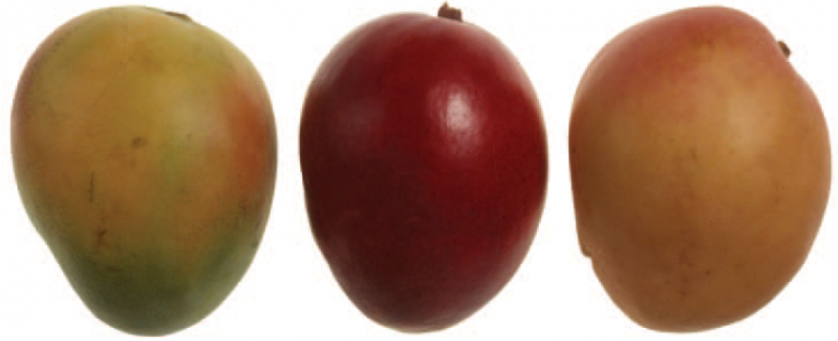 Mango varieties Keith, Tommy Atkins and Kent