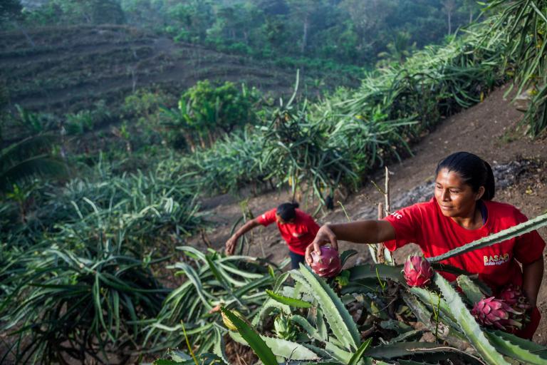 Burke Agro farmers harvesting dragon fruit
