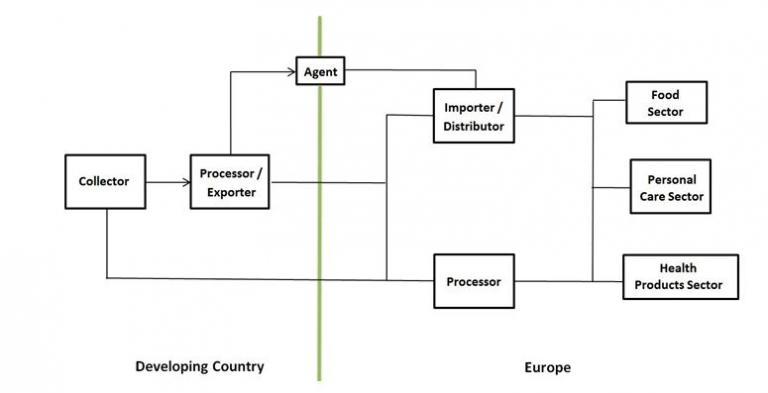 Export value chain of avocado oil