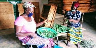 Women sorting moringa