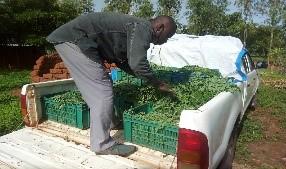 Man working with moringa