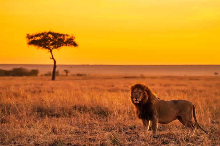 Wildlife watching offers 1 of the largest niche markets in Africa