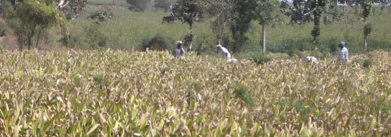 Turmeric field in India