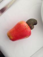 Red cashew nut pseudocarp (cashew apple) and drupe (nut)