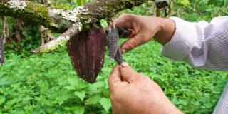Person picking cocoa fruit