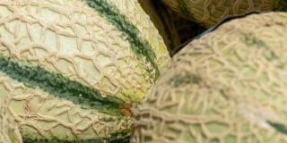 Close-up of six fresh melons