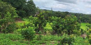 Fonio natuur
