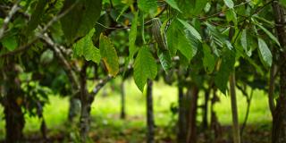 Cocoa plantation