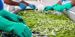 Washing okra