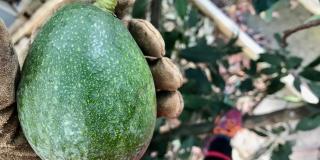 Avocado