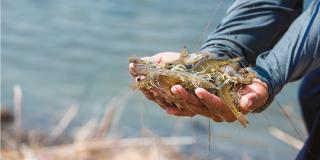 shrimp