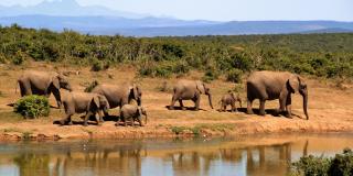 Elephants, source: Pixabay