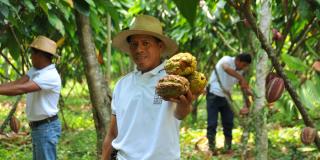 Men harvesting cocoa beans