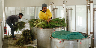 people processing natural ingredients