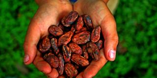 cocoa beans