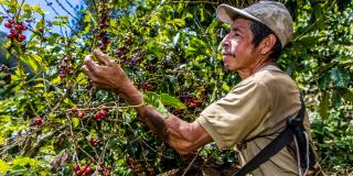 Farmer harvesting coffee beans