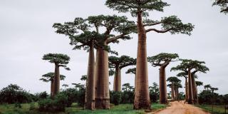 Baobab Tree