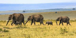 Tourism: using best practice examples to be a sustainable tour operator
